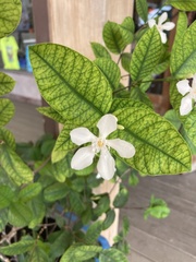 Wrightia antidysenterica