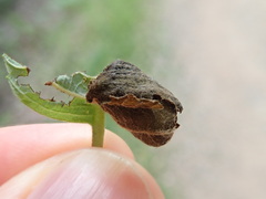 Himatolabus pubescens