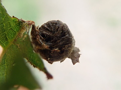 Himatolabus pubescens