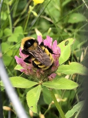 Bombus borealis image