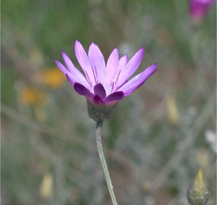 Xeranthemum squarrosum