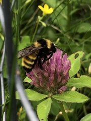 Bombus borealis image