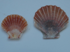 Pecten jacobaeus
