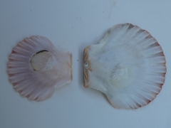 Pecten jacobaeus