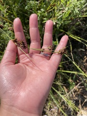 Rhynchospora glomerata