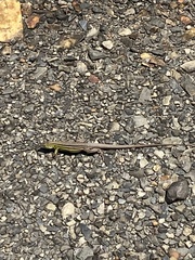 Aspidoscelis sexlineatus