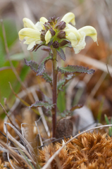 Pedicularis lapponica