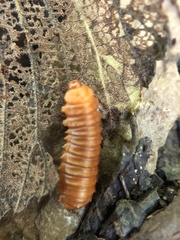 Monocesta coryli