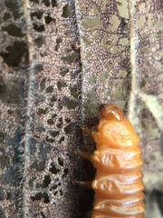 Monocesta coryli