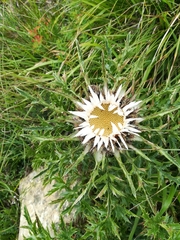 Carlina acaulis