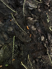 Monocesta coryli