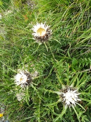 Carlina acaulis