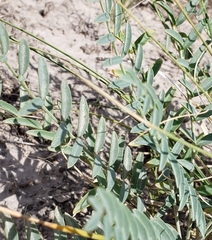 Astragalus gypsodes