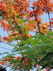 Delonix regia
