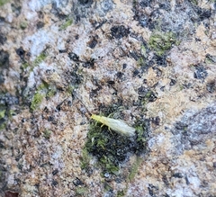 Alloperlini