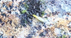 Alloperlini