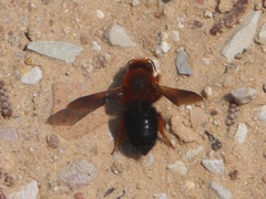 Megachile sicula