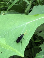 Gnamptopelta
