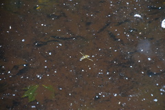 Notonecta triguttata