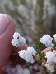 Erica glomiflora