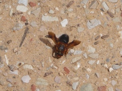 Megachile sicula