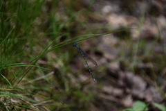 Indolestes peregrinus