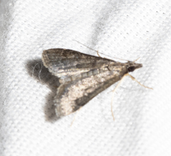 Steniodes declivalis