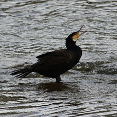 Phalacrocorax carbo
