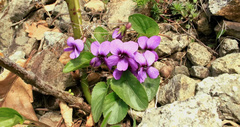 Viola somchetica