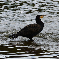 Phalacrocorax carbo