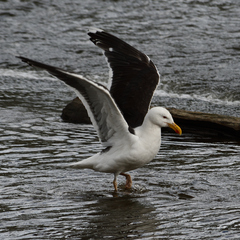 Larus marinus