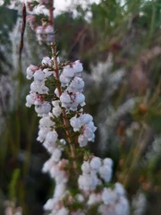 Erica glomiflora