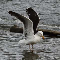 Larus marinus