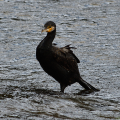 Phalacrocorax carbo