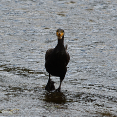Phalacrocorax carbo