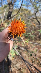 Cnicothamnus lorentzii