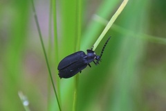 Pyrocoelia fumosa