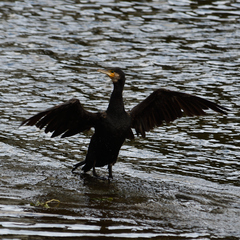 Phalacrocorax carbo