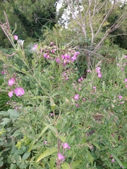 Epilobium hirsutum