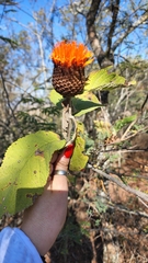 Cnicothamnus lorentzii