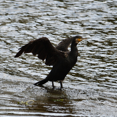 Phalacrocorax carbo