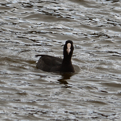 Fulica atra