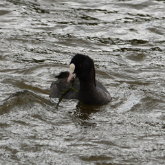 Fulica atra