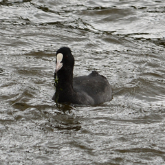 Fulica atra