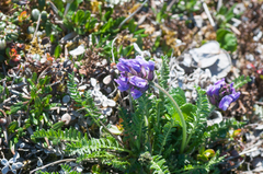Oxytropis borealis