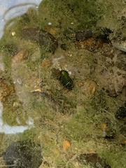 Juga plicifera