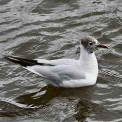 Chroicocephalus ridibundus