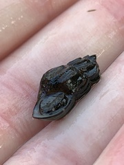 Juga plicifera