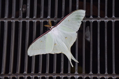 Actias aliena aliena