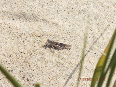 Trimerotropis huroniana